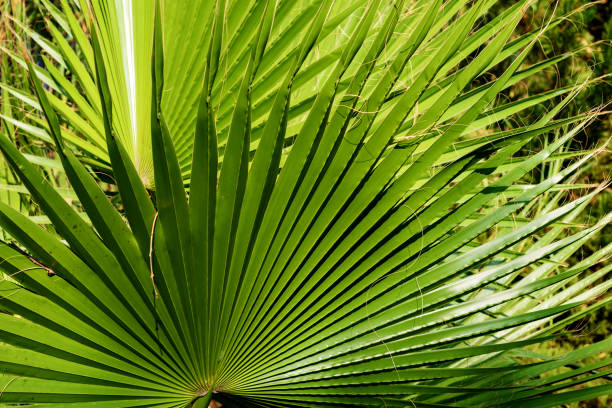 istock beautiful palm tree leaves in the sunlight 1279191635