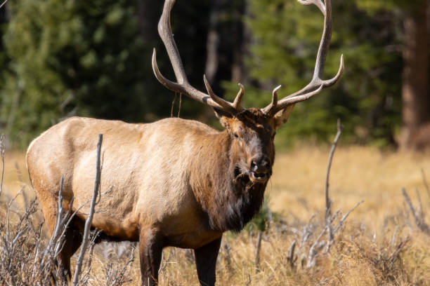 istock Elk Rut in Rocky Mountain National Park 1279191922