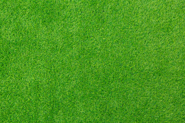 istock Natural background and texture. Artificial evergreen lawn grass 1279192737