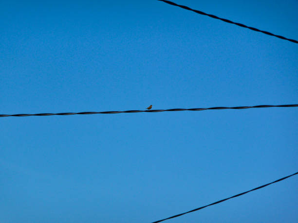 Songbird singing from an electrical wire on a bright blue sky in Colorado