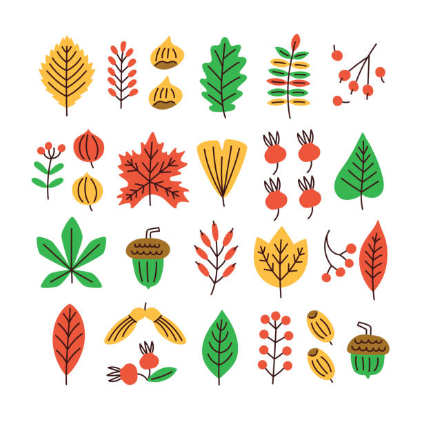 jesienne liście drzew i rośliny zestaw wektorowy. - gold yellow aspen tree autumn stock illustrations