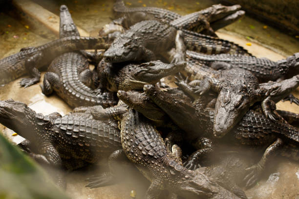 istock A group of black alligators or crocodiles lie in a heap. 1279193501