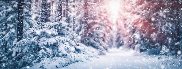 istock Narrow path in the fairy snowy forest 1279194238