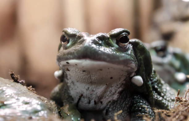 istock frog with a hypnotic gaze looks at the camera 1279194348