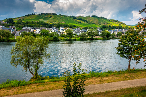 vineyard at Mosel River in Germany