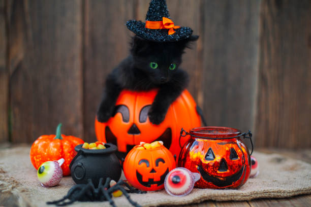 istock Halloween pumpkin and black cat on wooden background 1279195657