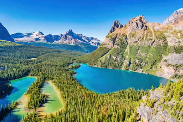 Lake O'Hara Yoho National Park British Columbia Canada Wonderful Lake O'Hara region in Yoho National Park, British Columbia, Canada on a sunny afternoon. View of Lake O'Hara and Mary Lake. canadian rockies stock pictures, royalty-free photos & images