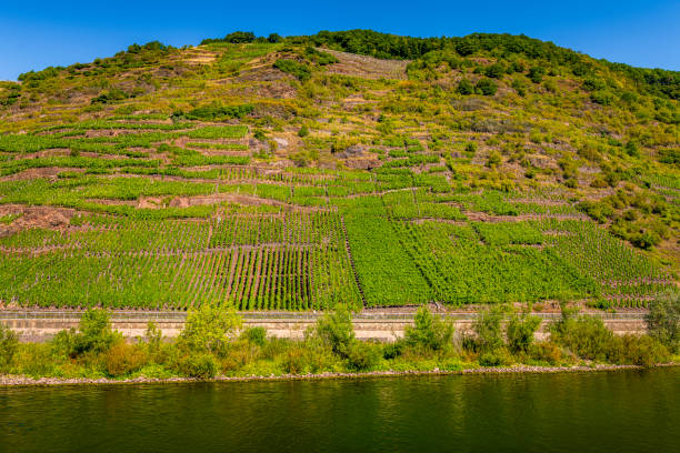 steep vineyard at Mosel River in Germany
