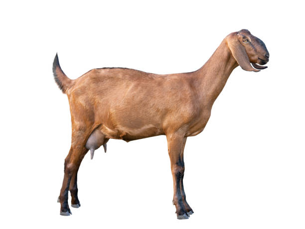 istock Anglo-Nubian Goat female Isolated on white 1279197188