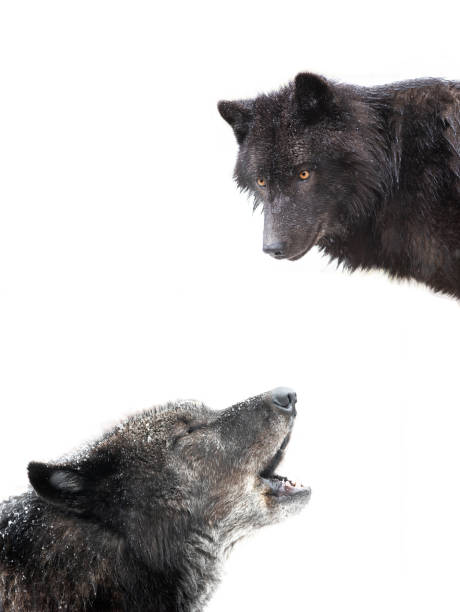 istock howling canadian black wolf isolated on white 1279197191