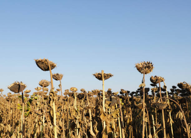 istock Dry sunflowers field 1279197970