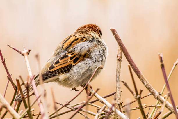 istock House sparrow or Passer domesticus 1279198327
