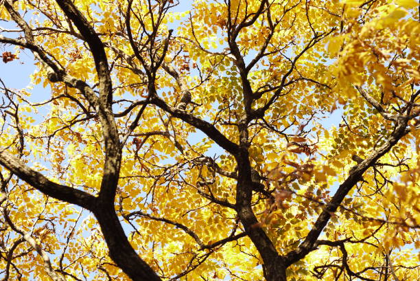 istock Tree blanches with yellow leaves against the sky. Autumn specifics. Tree blanches with yellow and red leaves. 1279198521