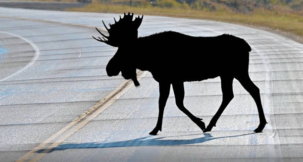 Silhouette of big bull moose crossing rural highway.