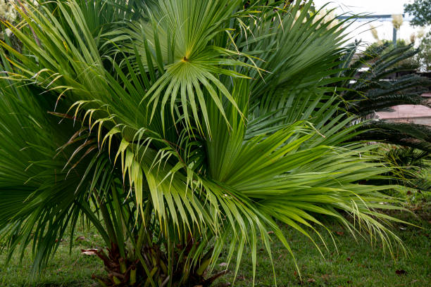istock Close up of palm tree fronds 1279199830