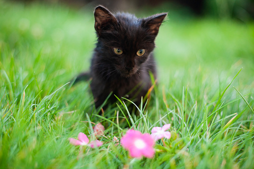 Little black kitten in grass