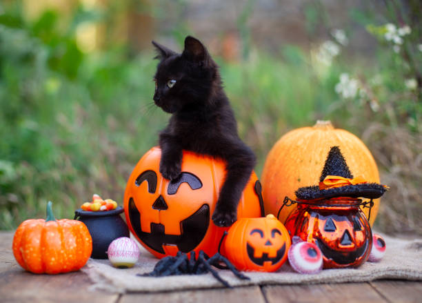 istock Halloween pumpkin and black cat on wooden background 1279200622