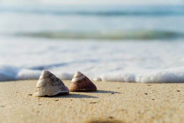 istock The exoskeletons of snails and clams, or their shells 1279200635