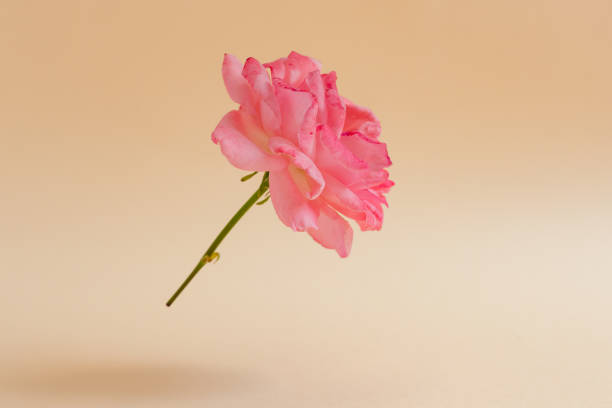 istock Flying or levitating fresh pink rose on a neutral background with space for text. Element for design, congratulations to wedding or anniversary 1279200671