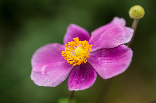 Close-up of a white Anemone against a blurry green background. Copy space.