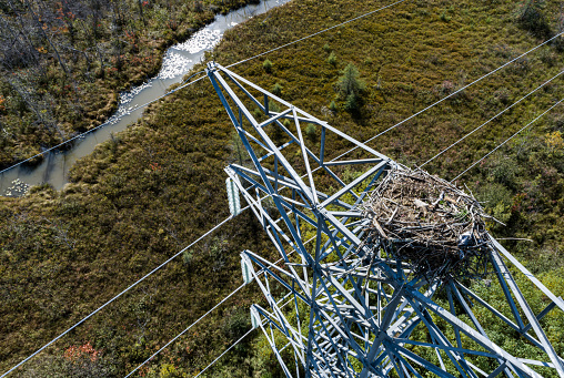 Inspecting the top of a high voltage transmission tower where an eagle as built a nest.
