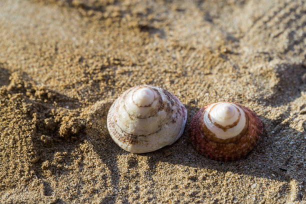 istock The exoskeletons of snails and clams, or their shells 1279201028