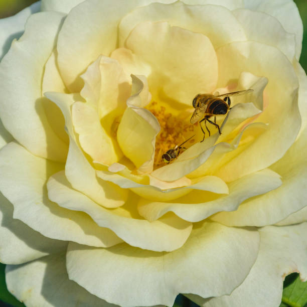 istock Honey bees collects pollen from yellow rose close-up. 1279202218