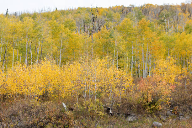 Autumn Color on the Grand Mesa Autumn aspen trees on western Colorado's Grand Mesa at the old Mesa Creek ski area in October. birch gold group reviews us stock pictures, royalty-free photos & images