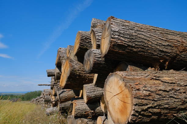 Pile of wooden logs stacked together on top of each other. stock photo