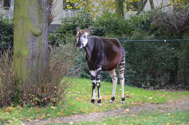istock Portrait of okapi (Okapia johnstoni) 1279203700