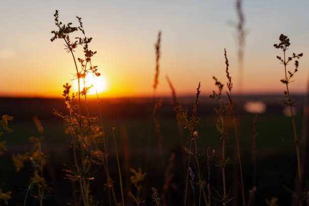 istock meadow plants against the backdrop of a sunny sunset 1279205510
