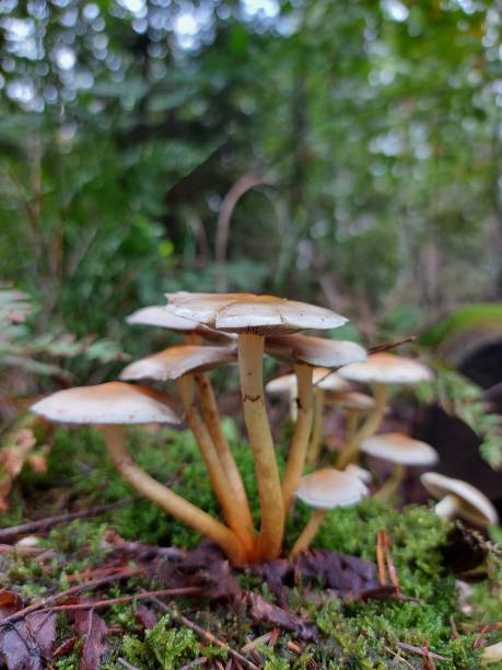 istock pair of mushrooms on a moss surface in a forest in autumn 1279205676
