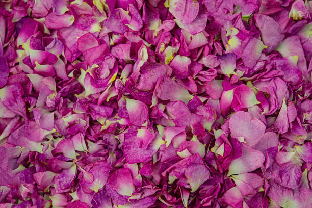 istock Pink tea rose petals are dried on the table. 1279205874
