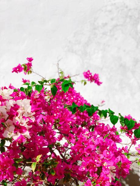 istock Beautiful Bougainvillea 1279207090
