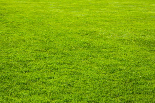 istock Pretty garden lawn, texture or background 1279207114