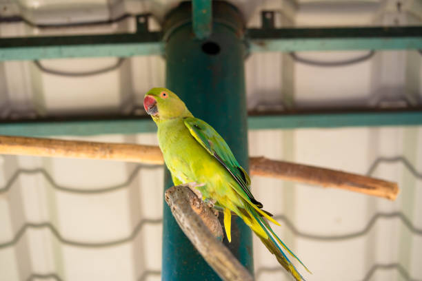 istock Tropical green parrot with a red beak. 1279207780