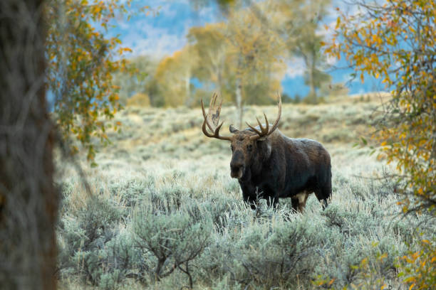 istock Bull Shiras Moose in Fall in Wyoming 1279208258