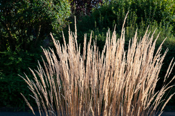 istock a bush of japanese silver grass in sunlight 1279208428