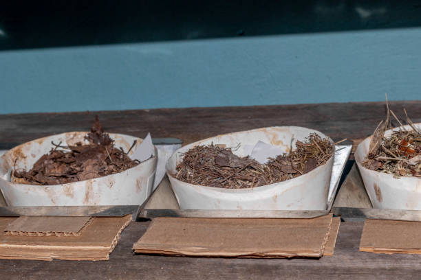 istock Extraction of soil invertebrates with Tullgren soil extractors 1279209377