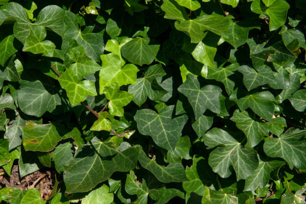 istock Background with green ivy covering the wall 1279209453