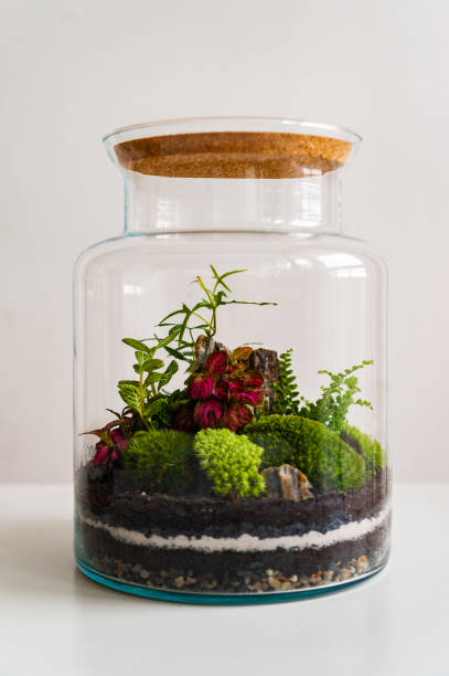 istock Set of beautiful jars with live forest with self ecosystem, terrariums, forest in a jar 1279210747