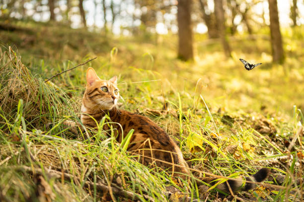 istock A domestic cat is watching a flying butterfly. 1279210933