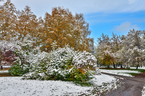 First snowfall in colorful autumn city park. White fluffy snow covered golden, red, green trees and bushes foliage. Change of seasons - fairy tale of winter beginning. Snowy morning landscape.