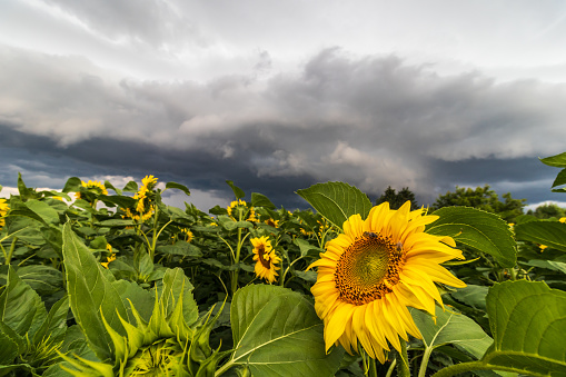 sunflower field and stormy sky