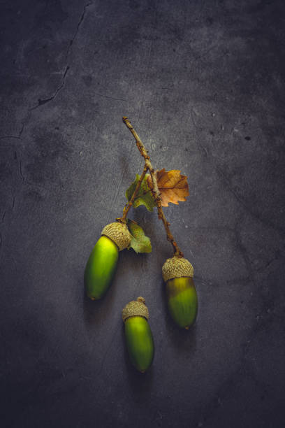 acors verdes sobre fondo negro - cupule fotografías e imágenes de stock