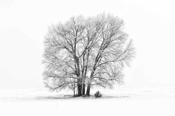 istock Lone Tree in Field with Blowing Snow 1279213633