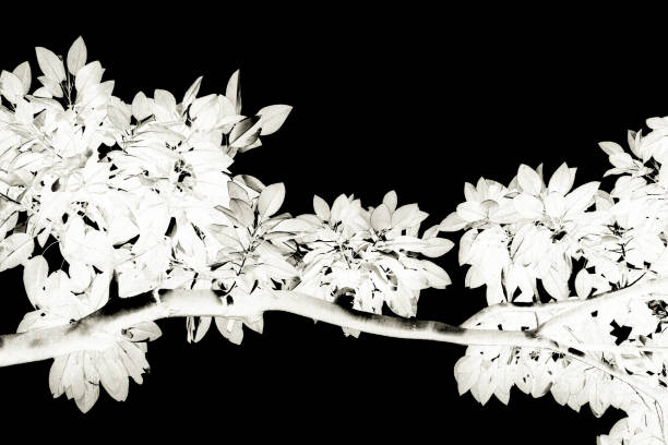 Black and white closeup Fig tree branch, inverted, black background with copy space, full frame horizontal composition