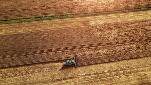 Combine harvester in the field. Harvesting season Harvesting season. Aerial shot. Harvester in a field of wheat at work country road road corn crop farm stock pictures, royalty-free photos & images