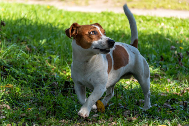 istock Happy and smiling Jack Russell Terrier runs looking aside. 1279219261