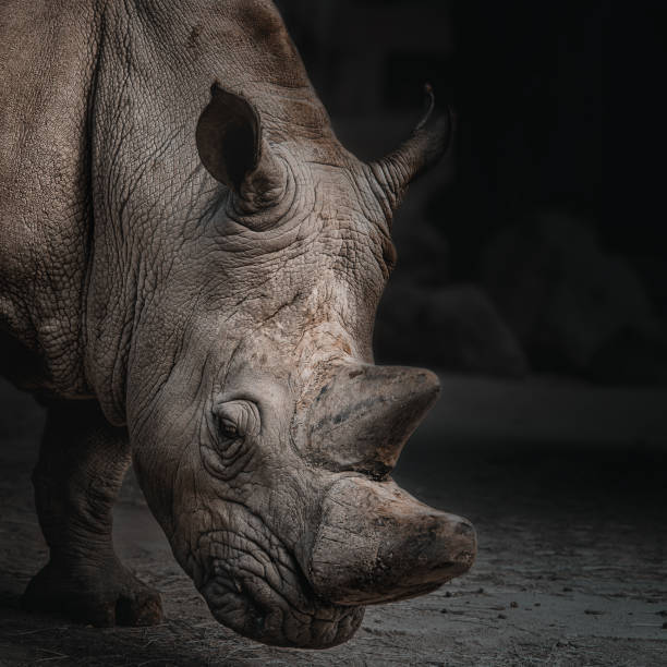 istock White rhino head closeup on dark background 1279221458